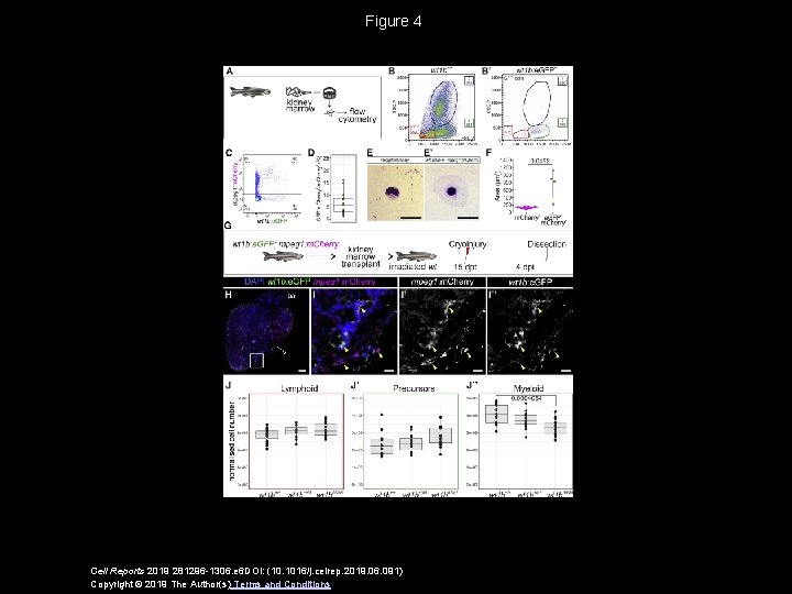 Figure 4 Cell Reports 2019 281296 -1306. e 6 DOI: (10. 1016/j. celrep. 2019.