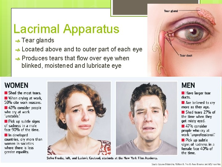 Lacrimal Apparatus Tear glands Located above and to outer part of each eye Produces