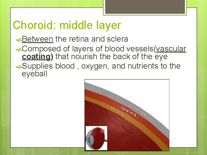 Choroid: middle layer Between the retina and sclera Composed of layers of blood vessels(vascular