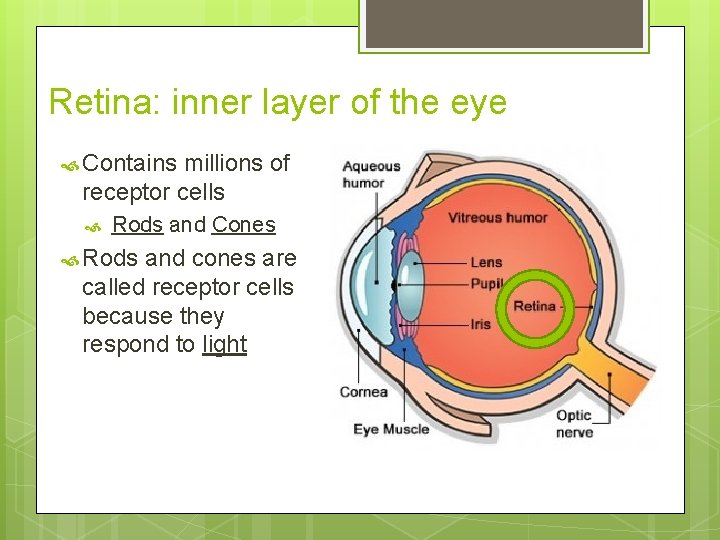 Retina: inner layer of the eye Contains millions of receptor cells Rods and Cones