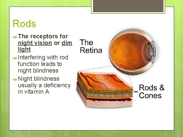 Rods The receptors for night vision or dim light Interfering with rod function leads