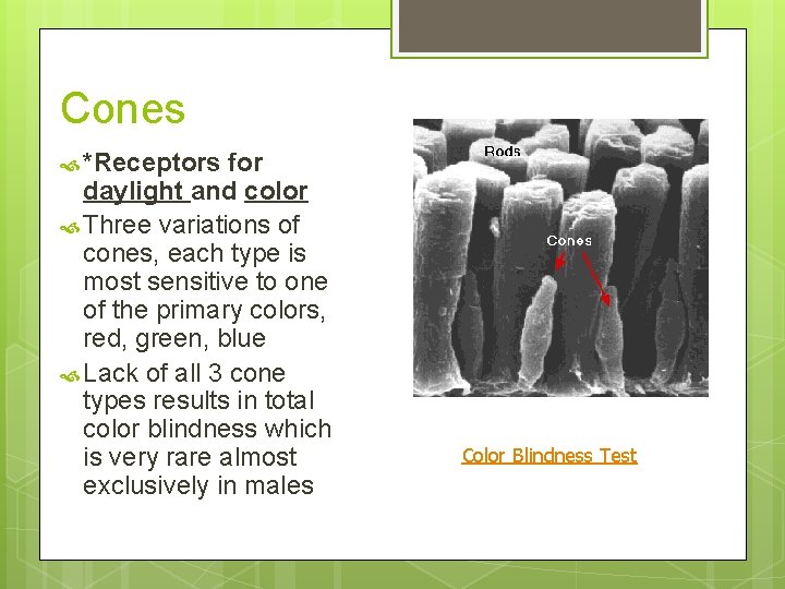 Cones *Receptors for daylight and color Three variations of cones, each type is most