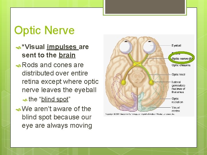 Optic Nerve *Visual impulses are sent to the brain Rods and cones are distributed