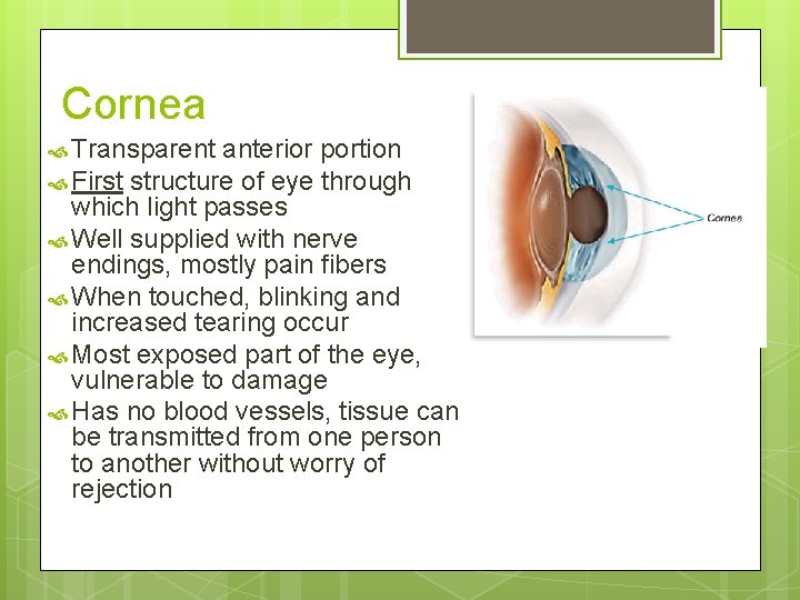 Cornea Transparent anterior portion First structure of eye through which light passes Well supplied