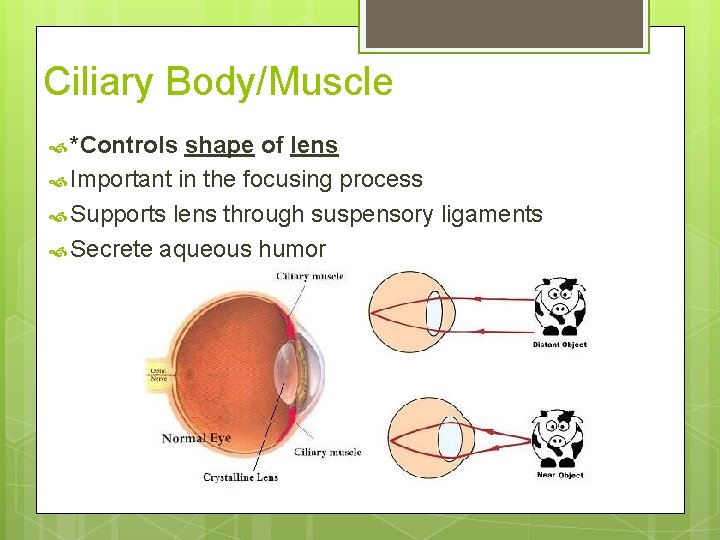 Ciliary Body/Muscle *Controls shape of lens Important in the focusing process Supports lens through