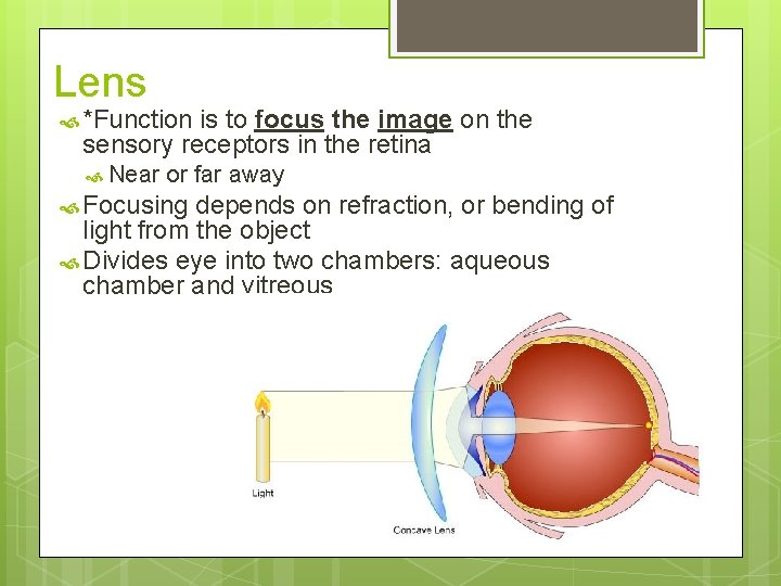 Lens *Function is to focus the image on the sensory receptors in the retina