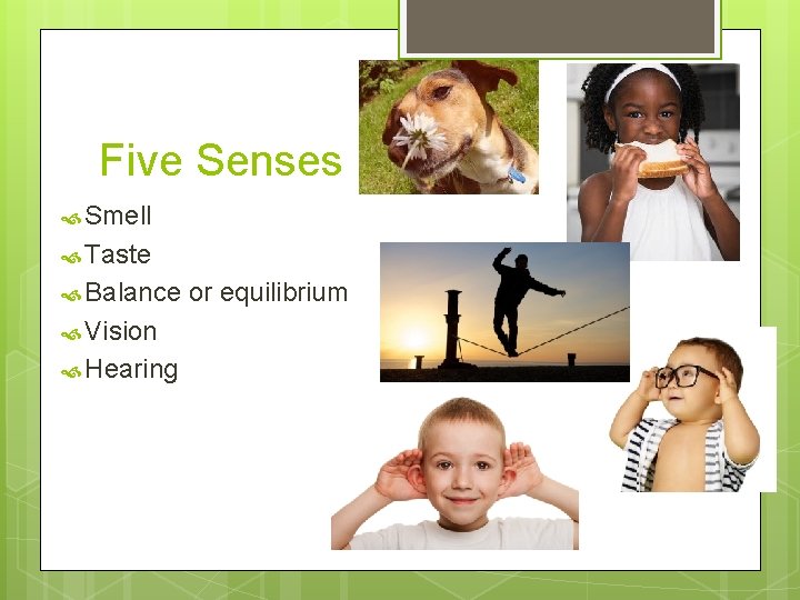 Five Senses Smell Taste Balance Vision Hearing or equilibrium 