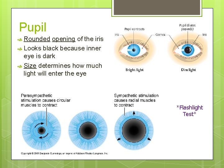 Pupil Rounded opening of the iris Looks black because inner eye is dark Size