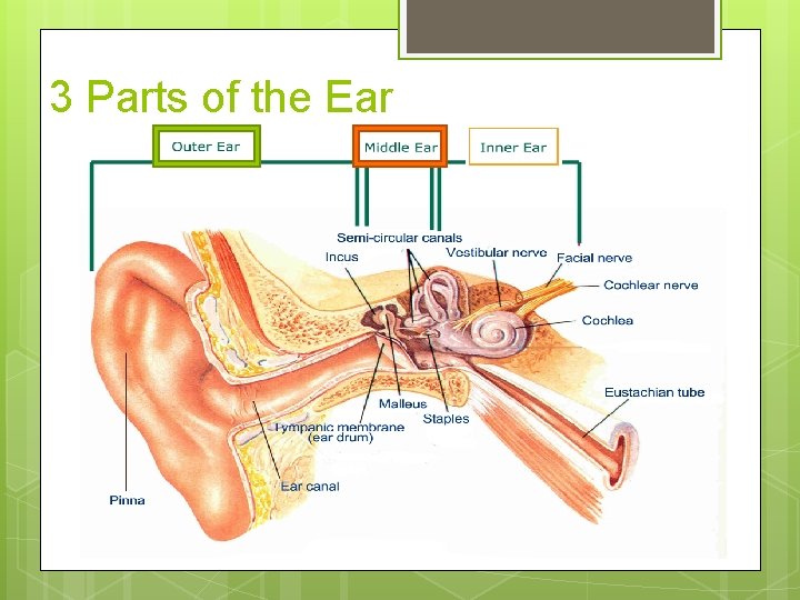 3 Parts of the Ear 