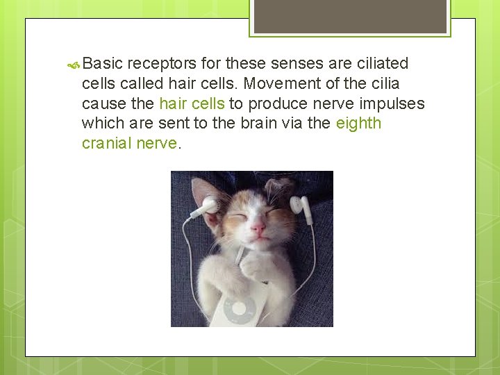  Basic receptors for these senses are ciliated cells called hair cells. Movement of