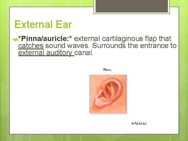 External Ear *Pinna/auricle: * external cartilaginous flap that catches sound waves. Surrounds the entrance