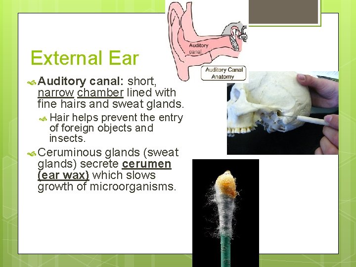 External Ear Auditory canal: short, narrow chamber lined with fine hairs and sweat glands.