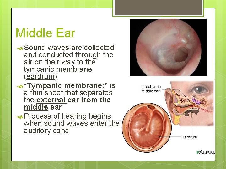 Middle Ear Sound waves are collected and conducted through the air on their way