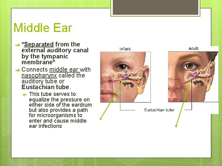 Middle Ear *Separated from the external auditory canal by the tympanic membrane* Connects middle