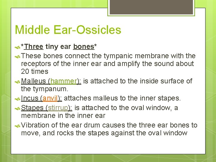 Middle Ear-Ossicles *Three tiny ear bones* These bones connect the tympanic membrane with the