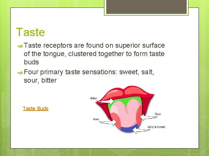 Taste receptors are found on superior surface of the tongue, clustered together to form