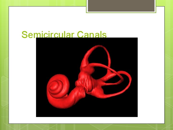 Semicircular Canals 