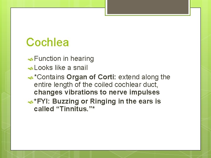 Cochlea Function in hearing Looks like a snail *Contains Organ of Corti: extend along