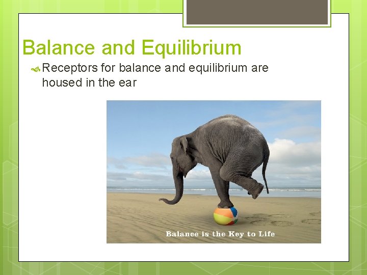 Balance and Equilibrium Receptors for balance and equilibrium are housed in the ear 