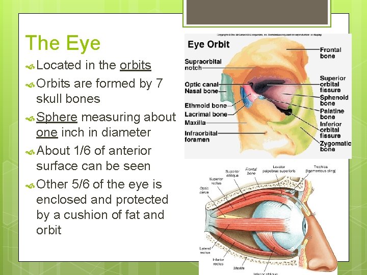 The Eye Located in the orbits Orbits are formed by 7 skull bones Sphere