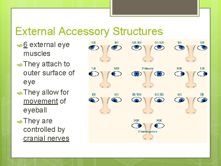 External Accessory Structures 6 external eye muscles They attach to outer surface of eye