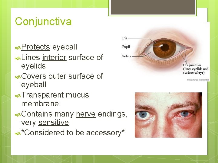 Conjunctiva Protects eyeball Lines interior surface of eyelids Covers outer surface of eyeball Transparent