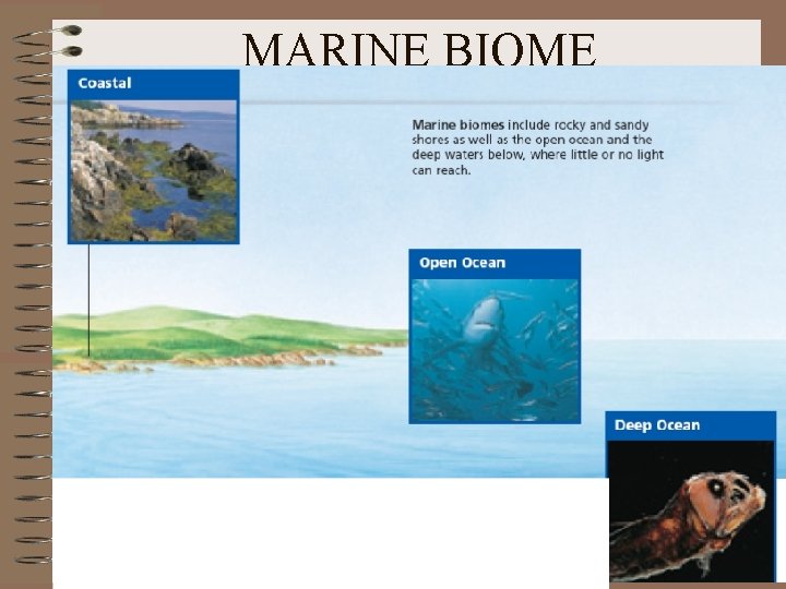 MARINE BIOME 