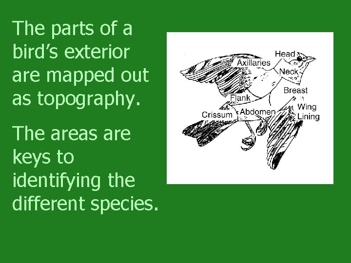 The parts of a bird’s exterior are mapped out as topography. The areas are