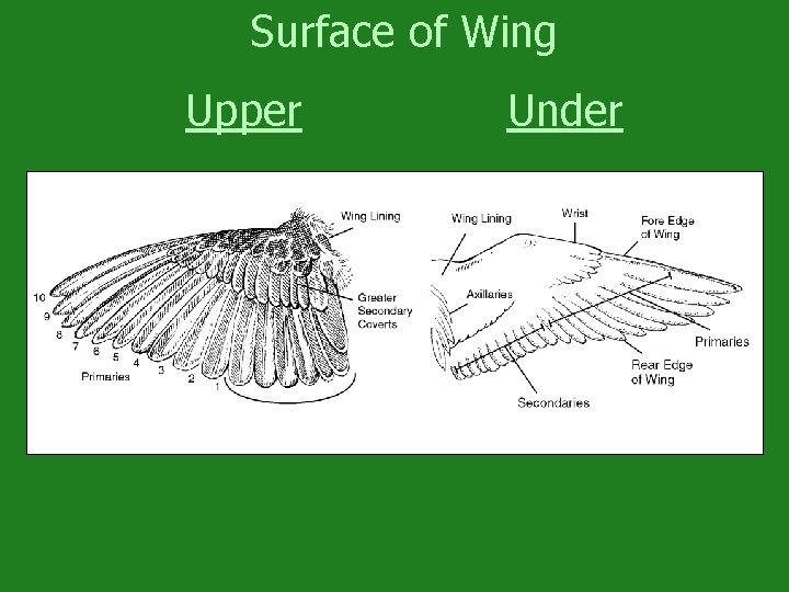 Surface of Wing Upper Under 