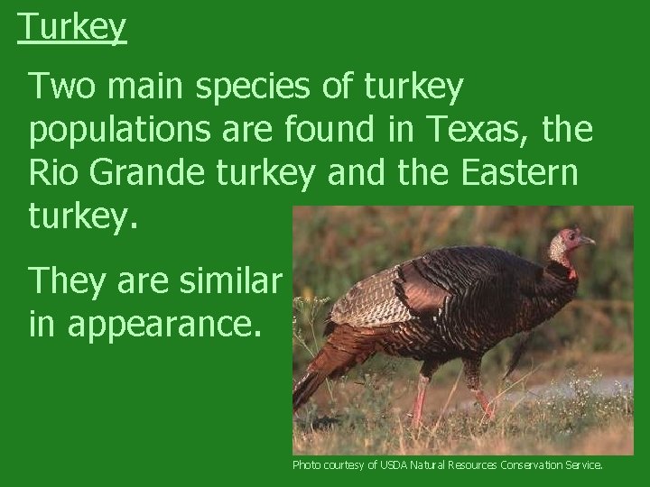 Turkey Two main species of turkey populations are found in Texas, the Rio Grande