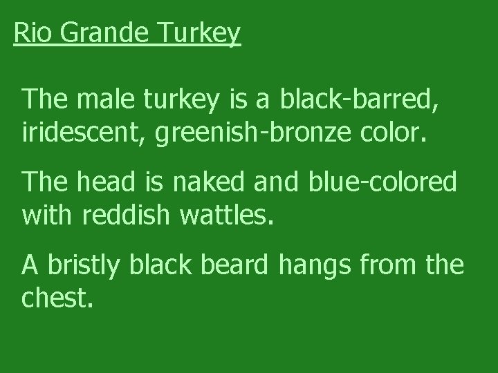 Rio Grande Turkey The male turkey is a black-barred, iridescent, greenish-bronze color. The head