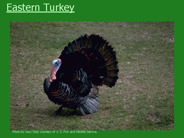 Eastern Turkey Photo by Gary Stolz courtesy of U. S. Fish and Wildlife Service.