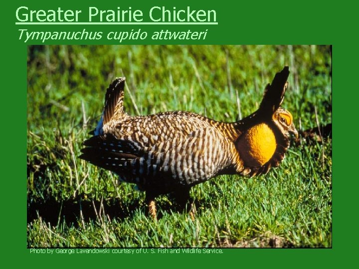 Greater Prairie Chicken Tympanuchus cupido attwateri Photo by George Lavendowski courtesy of U. S.
