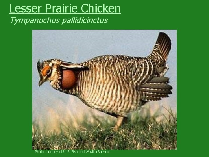 Lesser Prairie Chicken Tympanuchus pallidicinctus Photo courtesy of U. S. Fish and Wildlife Services.