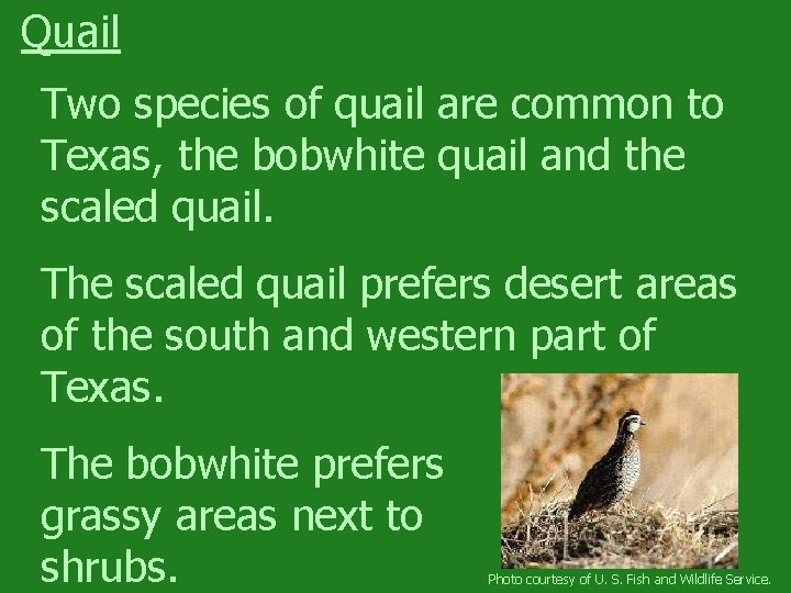 Quail Two species of quail are common to Texas, the bobwhite quail and the