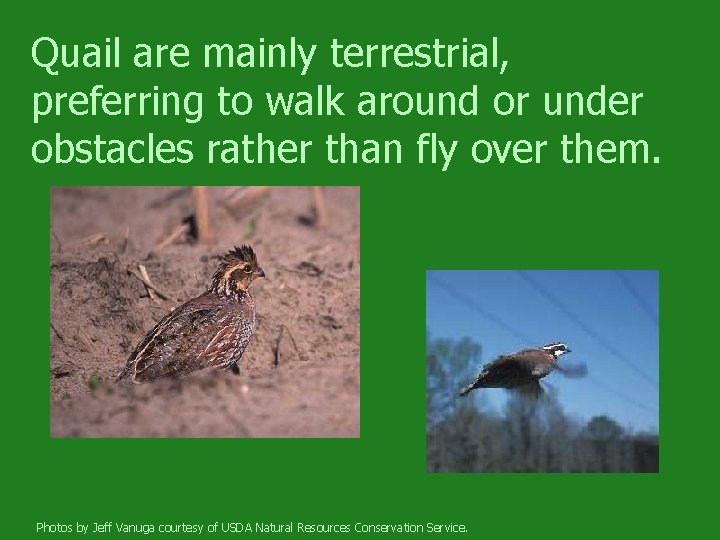 Quail are mainly terrestrial, preferring to walk around or under obstacles rather than fly