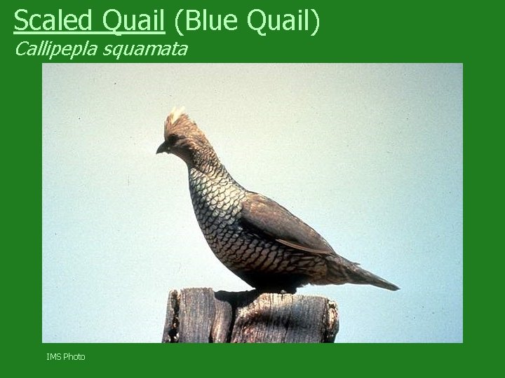 Scaled Quail (Blue Quail) Callipepla squamata IMS Photo 