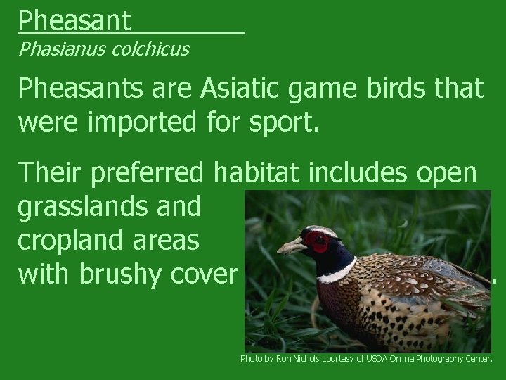 Pheasant Phasianus colchicus Pheasants are Asiatic game birds that were imported for sport. Their