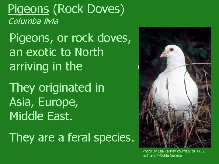 Pigeons (Rock Doves) Columba livia Pigeons, or rock doves, are an exotic to North