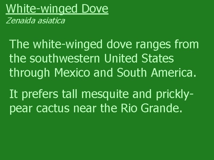 White-winged Dove Zenaida asiatica The white-winged dove ranges from the southwestern United States through