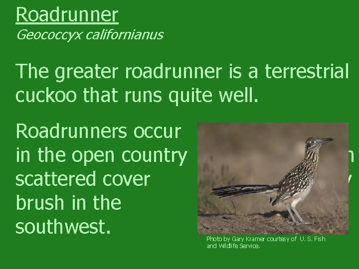 Roadrunner Geococcyx californianus The greater roadrunner is a terrestrial cuckoo that runs quite well.