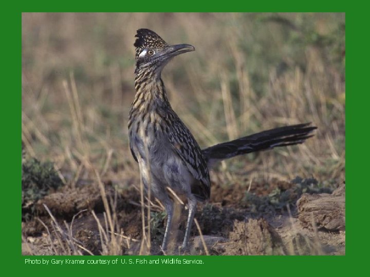 Photo by Gary Kramer courtesy of U. S. Fish and Wildlife Service. 