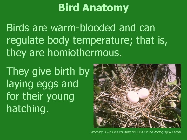 Bird Anatomy Birds are warm-blooded and can regulate body temperature; that is, they are