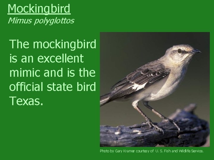 Mockingbird Mimus polyglottos The mockingbird is an excellent mimic and is the official state
