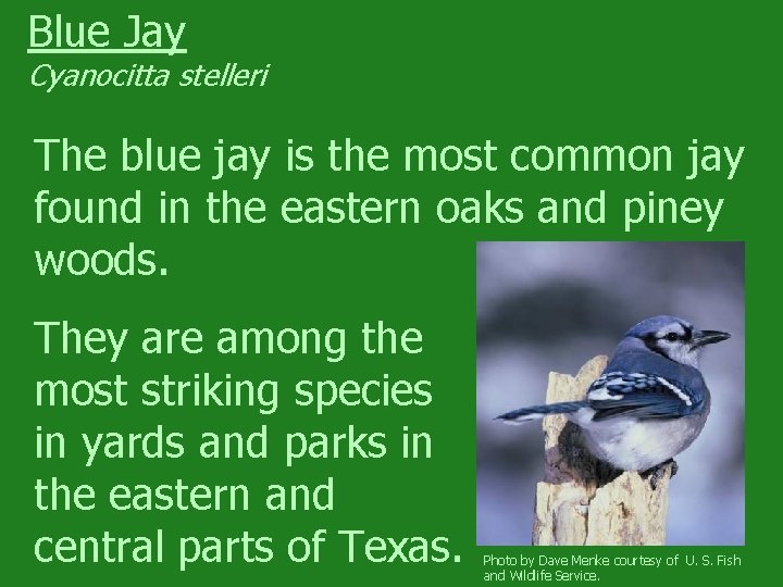 Blue Jay Cyanocitta stelleri The blue jay is the most common jay found in