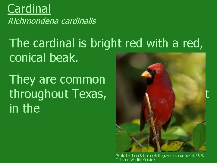 Cardinal Richmondena cardinalis The cardinal is bright red with a red, conical beak. They