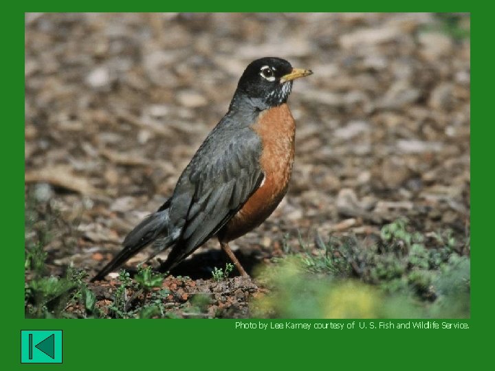 Photo by Lee Karney courtesy of U. S. Fish and Wildlife Service. 