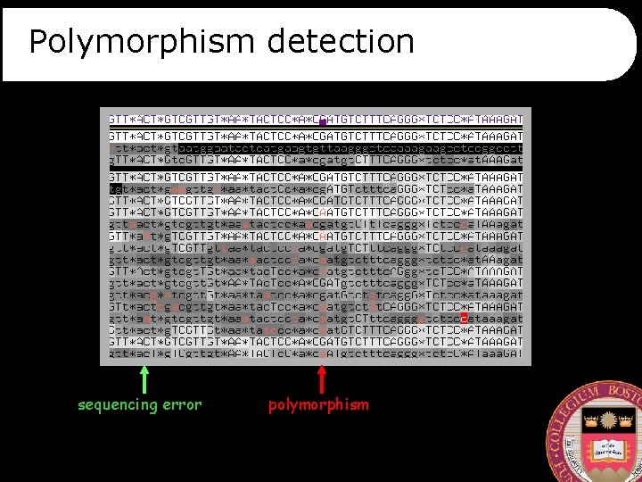 Polymorphism detection sequencing error polymorphism 