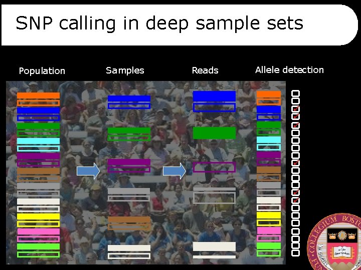 SNP calling in deep sample sets Population Samples Reads Allele detection 