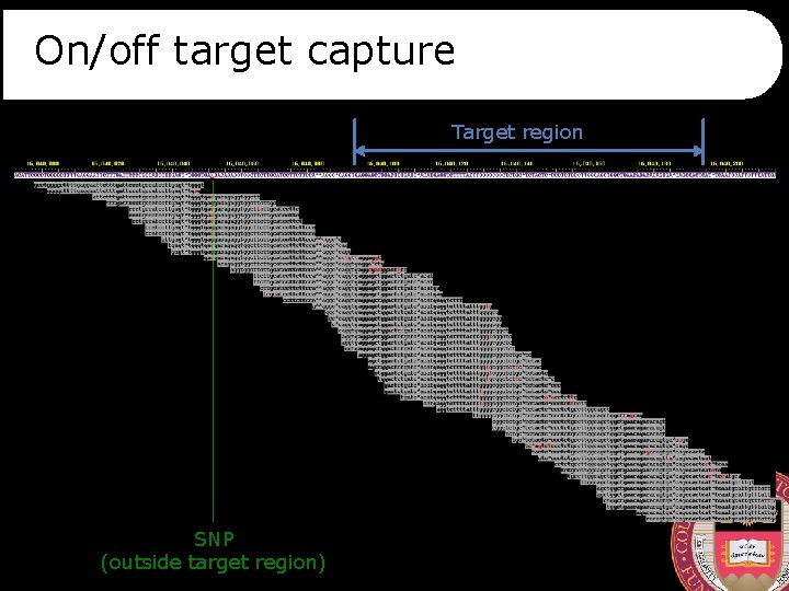 On/off target capture ref allele*: 45% Target region non-ref allele*: 54% SNP (outside target